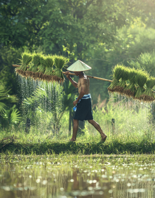 Farmer working in rice fields